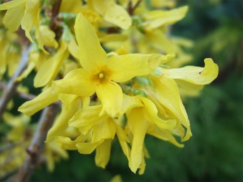Forsytia stredná GOLDEN TIMES