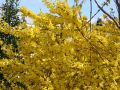 Forsycja Pośrednia GOLDEN TIMES
