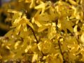 Forsycja Pośrednia GOLDEN TIMES