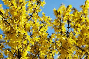 Forsythia THARANDT