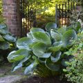 Funkia - HOSTA ABIQUA DRINKING GOURD