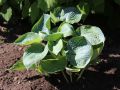 Funkia - HOSTA ABIQUA DRINKING GOURD
