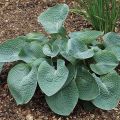 Funkia - HOSTA ABIQUA DRINKING GOURD