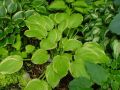 Funkia - HOSTA AMERICAN DREAM