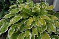 Funkia - HOSTA AMERICAN DREAM