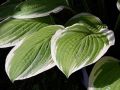 Funkia - HOSTA AMERICAN DREAM