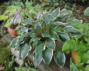 HOSTA BOLD EDGER 4-ročná