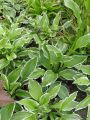 Funkia - HOSTA CRISPULA