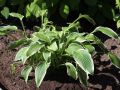 Funkia - HOSTA CRISPULA