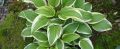 Funkia - HOSTA EMILY DICKINSON