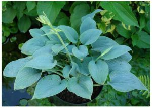  HOSTA FRAGANT BLUE