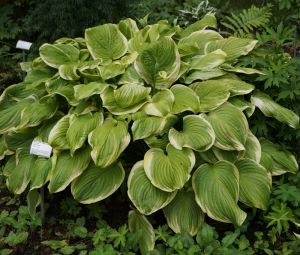  HOSTA FRAGANT BOUQUET 4-ročná