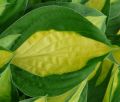 Funkia HOSTA GIPSY ROSE