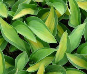 HOSTA GIPSY ROSE