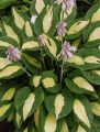 Funkia HOSTA GIPSY ROSE