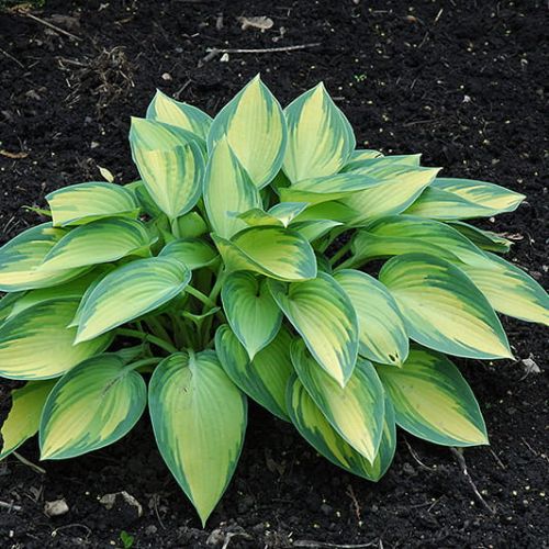 HOSTA JUNE