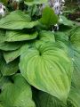 Funkia - Hosta KANTUNG