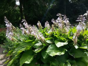 Hosta KANTUNG 2-ročná