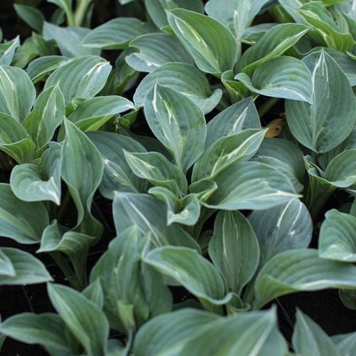 Hosta - Hosta KIWI FULL MONTY