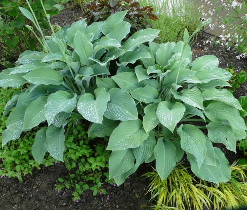 HOSTA KROSSA REGAL