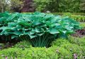 Funkia - HOSTA KROSSA REGAL