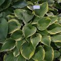 Funkia - HOSTA MEMORIES OF DOROTHY