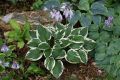 Funkia - HOSTA MINUTEMAN