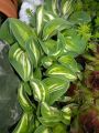 Funkia - HOSTA PANDORA'S BOX