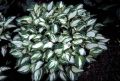 Funkia - HOSTA PANDORA'S BOX