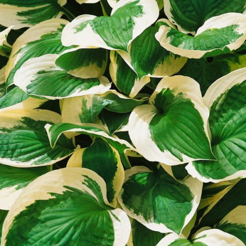 HOSTA PATRIOT