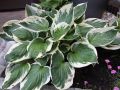 Funkia - HOSTA PATRIOT