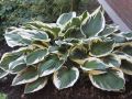 Funkia - HOSTA PATRIOT