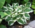 Funkia - HOSTA PATRIOT