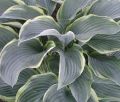Funkia - HOSTA REGAL SPLENDOR 4-letnia