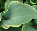 Funkia - HOSTA REGAL SPLENDOR 4-letnia