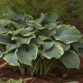 Funkia - HOSTA REGAL SPLENDOR 4-letnia
