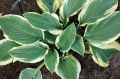 Funkia - HOSTA REGAL SPLENDOR 4-letnia