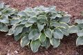 Funkia - HOSTA REGAL SPLENDOR 4-letnia
