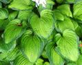 Funkia - HOSTA SHEILA WEST