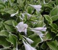 Funkia - HOSTA SO SWEET