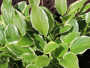 HOSTA SO SWEET