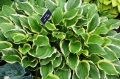 Funkia - HOSTA SO SWEET
