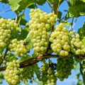 Winogrono Bezpestkowe LAKEMONT