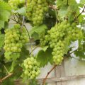 Winogrono Bezpestkowe LAKEMONT
