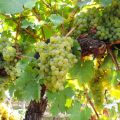 Winogrono Bezpestkowe LAKEMONT