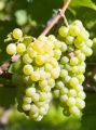 Winogrono Bezpestkowe LAKEMONT