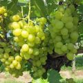Winogrono Bezpestkowe LAKEMONT