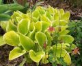 Funkia - HOSTA ST. ELMO'S FIRE 4-letnia