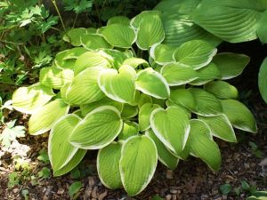 HOSTA ST. ELMO'S FIRE 4-ročná