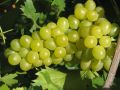 Winogrono Bezpestkowe LAKEMONT